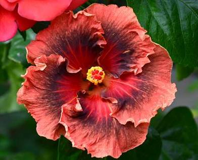 Name:  253201_509797515752939_986671139_n.jpg
Views: 387
Size:  23.1 KB