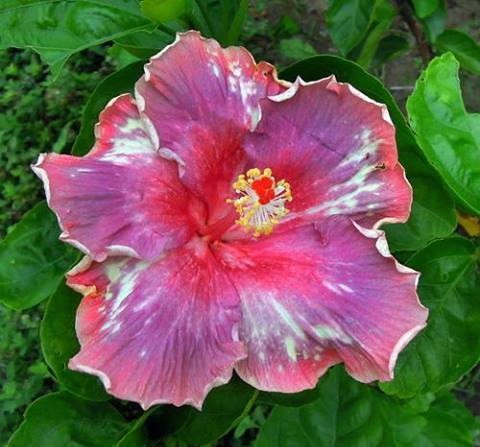 Name:  253389_503851289669677_19354256_n.jpg
Views: 391
Size:  38.0 KB