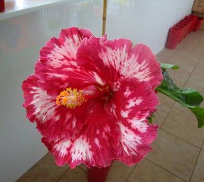 Name:  487570_496119897110376_557818655_n.jpg
Views: 398
Size:  21.0 KB