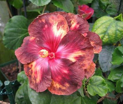Name:  970934_619314144765332_1590815059_n.jpg
Views: 415
Size:  27.8 KB