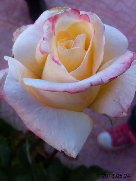 Name:  IMG_6016.jpg
Views: 349
Size:  26.7 KB