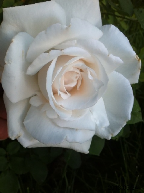 Name:  IMG_6024.JPG
Views: 483
Size:  69.1 KB