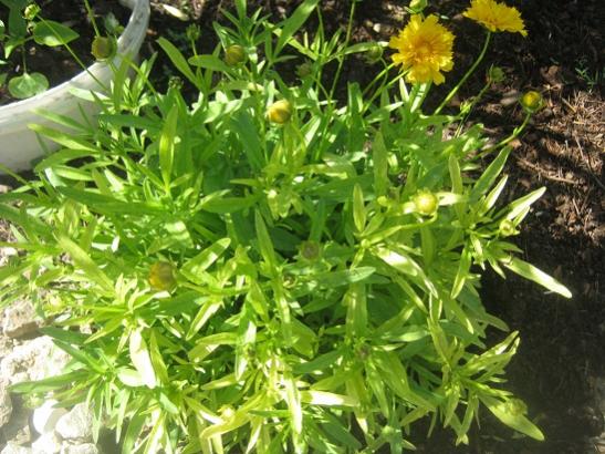 Name:  coreopsis grandiflora.jpg
Views: 1450
Size:  58.0 KB