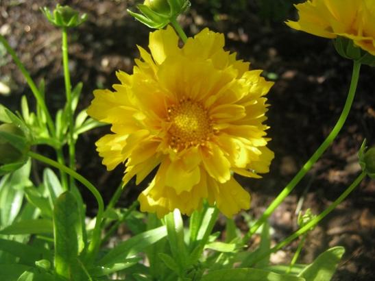 Name:  coreopsis g..jpg
Views: 1476
Size:  35.9 KB