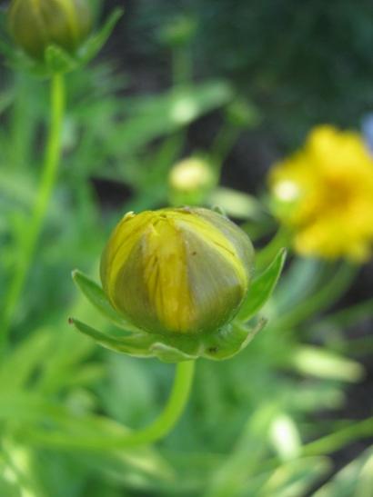 Name:  coreopsis tomurcuk.jpg
Views: 1177
Size:  20.4 KB