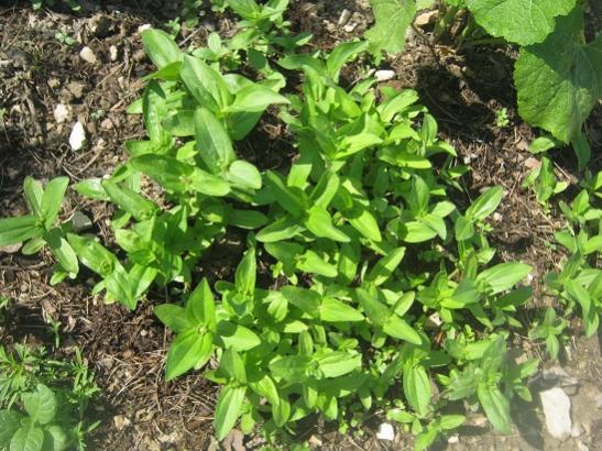 Name:  zinnia.jpg
Views: 1262
Size:  65.4 KB