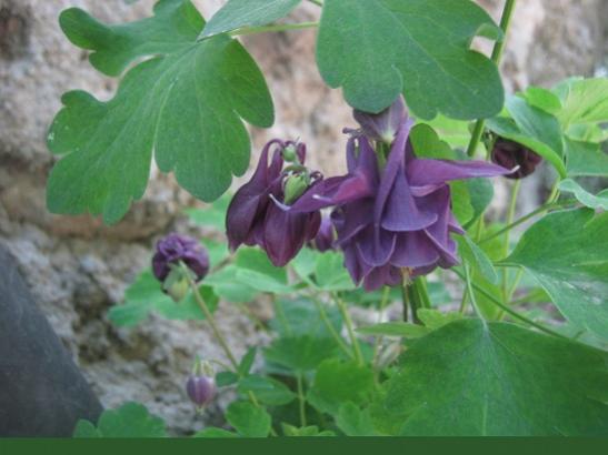 Name:  haseki1.jpg
Views: 1113
Size:  30.8 KB