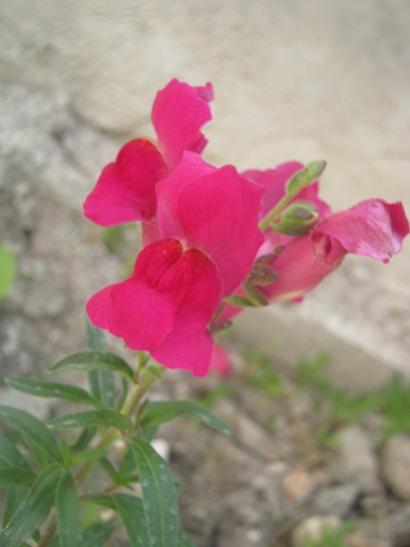 Name:  aslanaz.jpg
Views: 1128
Size:  21.3 KB