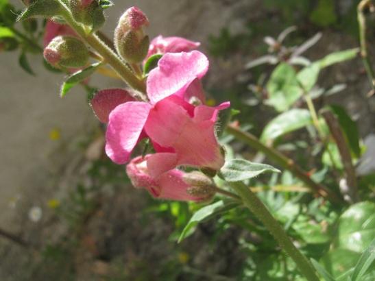 Name:  aslanaz1.jpg
Views: 1396
Size:  28.9 KB