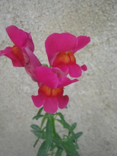 Name:  aslanaz2.jpg
Views: 1323
Size:  23.5 KB