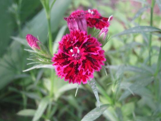 Name:  in karanfili.jpg
Views: 1857
Size:  27.7 KB