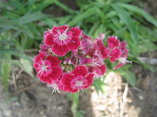 Name:  in karanfili3.jpg
Views: 1410
Size:  32.7 KB