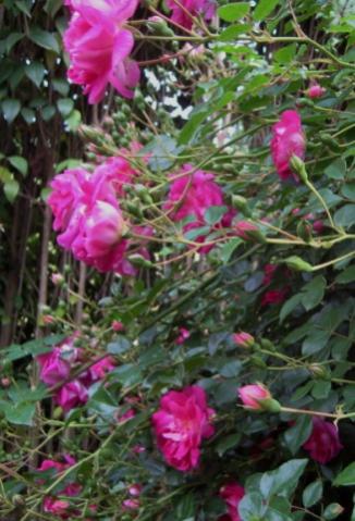 Name:  IMG_4031.jpg
Views: 928
Size:  35.1 KB