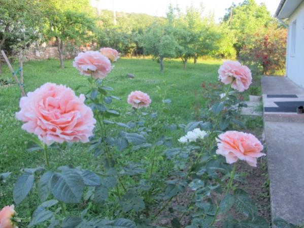Name:  IMG_1945 (600 x 450).jpg
Views: 862
Size:  49.6 KB