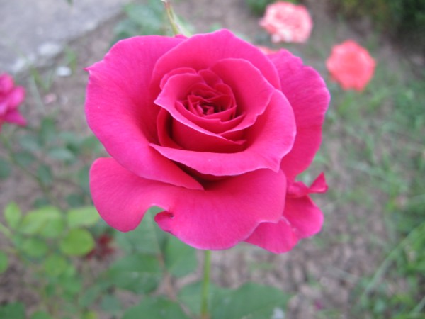 Name:  IMG_1944 (600 x 450).jpg
Views: 1014
Size:  45.2 KB