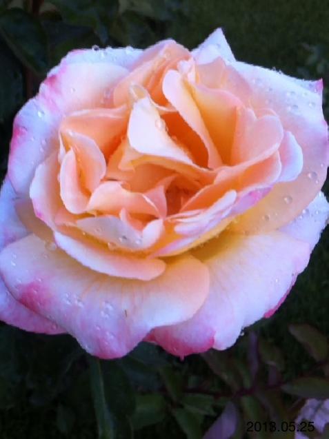 Name:  IMG_6061.jpg
Views: 453
Size:  31.7 KB