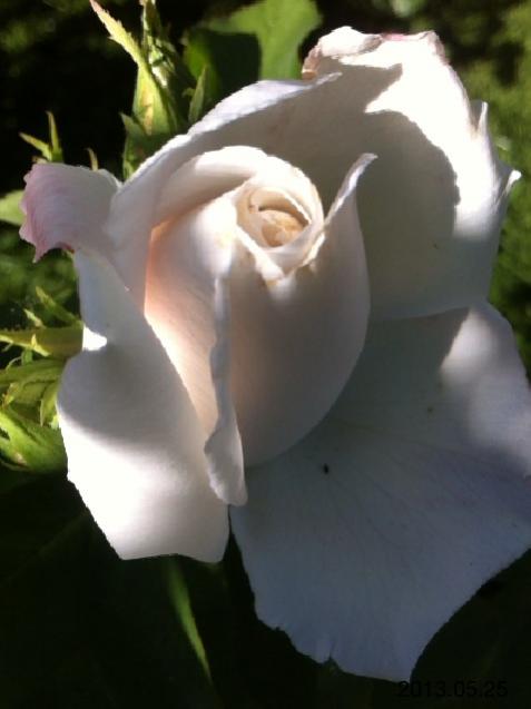 Name:  IMG_6038.jpg
Views: 428
Size:  26.9 KB