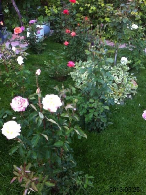Name:  IMG_6056.jpg
Views: 440
Size:  65.0 KB