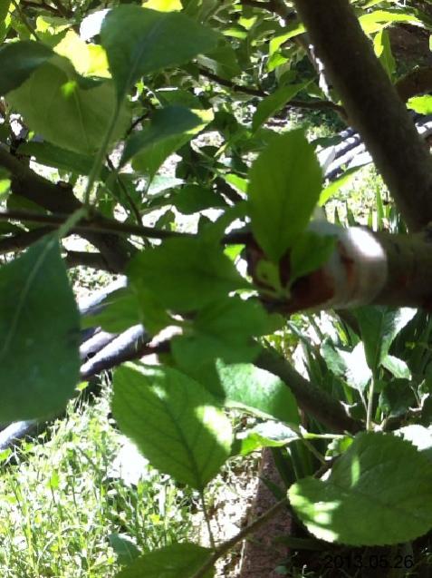 Name:  IMG_6086.jpg
Views: 425
Size:  60.1 KB