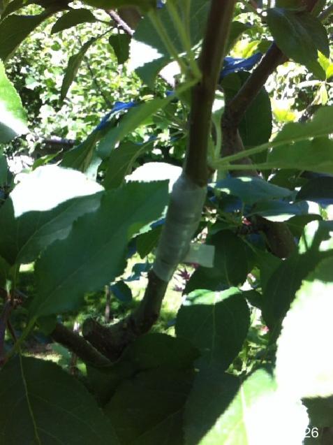 Name:  IMG_6082.jpg
Views: 406
Size:  47.3 KB