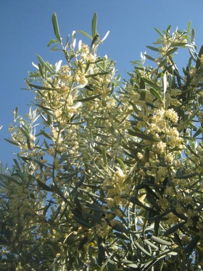 Name:  zeytin.jpg
Views: 1046
Size:  53.7 KB