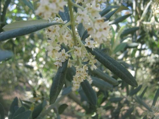 Name:  zeytin1.jpg
Views: 1074
Size:  35.4 KB