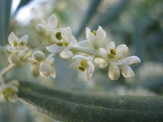 Name:  zeytin2.jpg
Views: 1063
Size:  67.9 KB