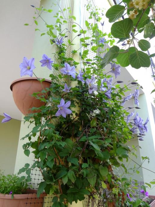 Name:  blue angel.jpg
Views: 1201
Size:  69.8 KB