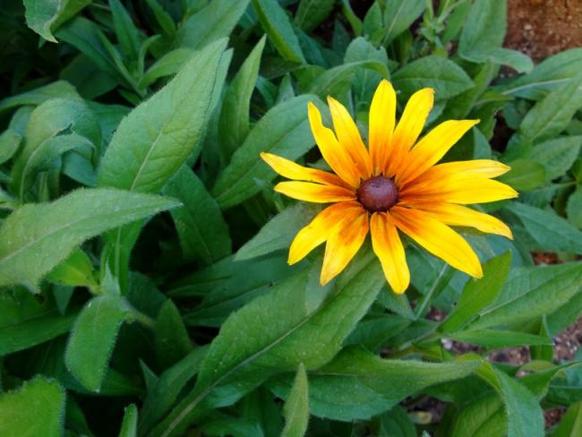 Name:  rudbeckia.jpg
Views: 1057
Size:  47.8 KB