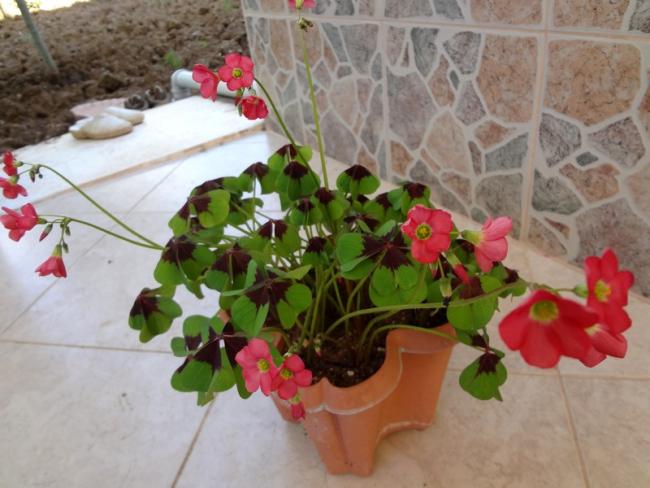 Name:  oxalis deppei.jpg
Views: 1066
Size:  46.2 KB