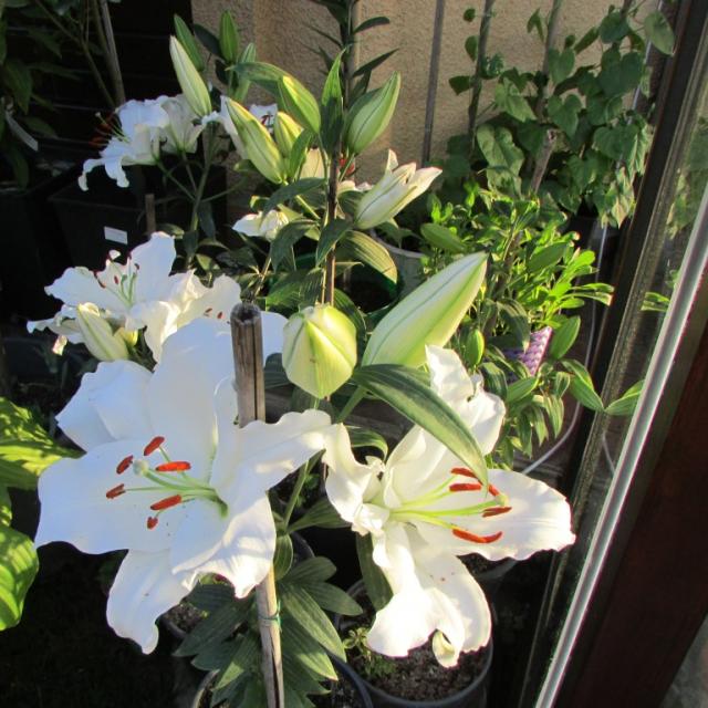 Name:  IMG_4989.jpg
Views: 322
Size:  69.9 KB