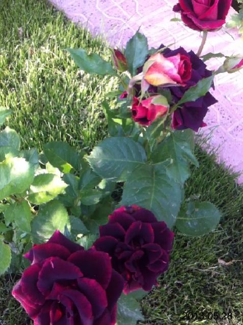 Name:  IMG_6133.jpg
Views: 496
Size:  63.3 KB