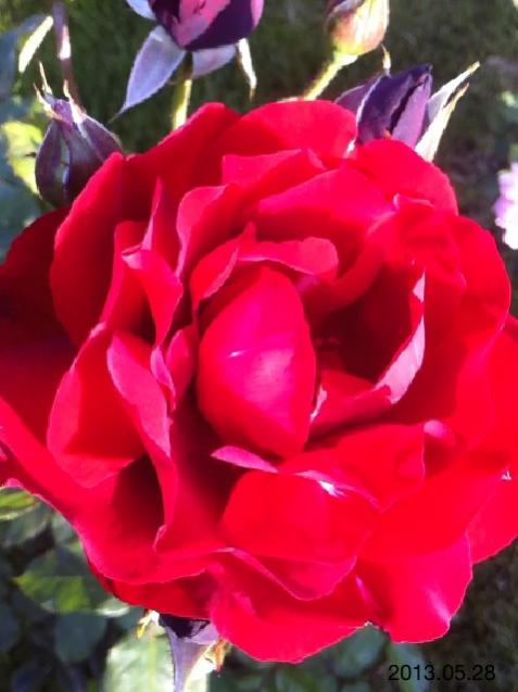 Name:  IMG_6135.jpg
Views: 503
Size:  35.6 KB
