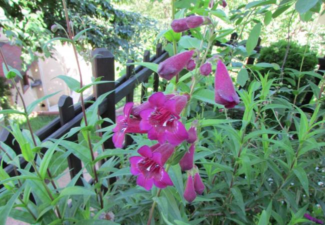 Name:  IMG_5282.jpg
Views: 504
Size:  67.9 KB