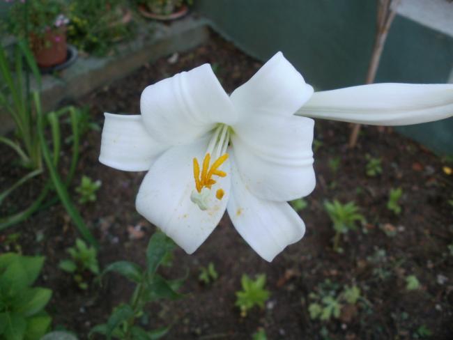 Name:  P1010107a.jpg
Views: 393
Size:  29.6 KB