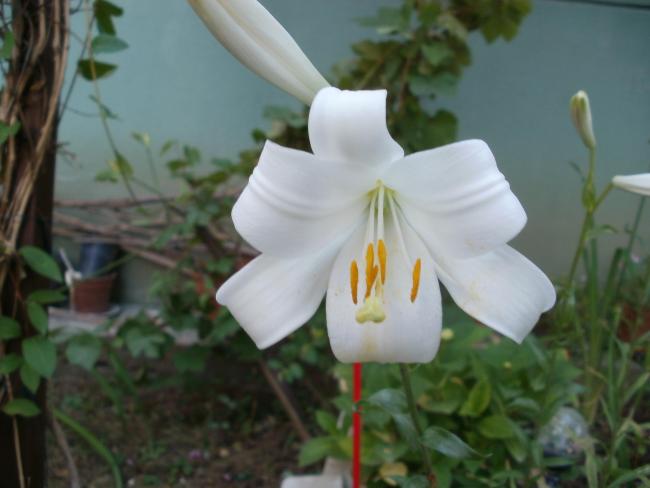 Name:  P1010110a.jpg
Views: 407
Size:  31.5 KB