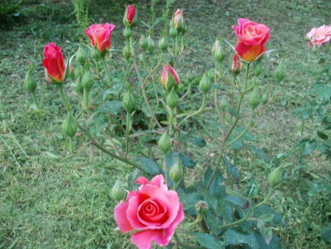 Name:  P1010137a.jpg
Views: 391
Size:  65.8 KB