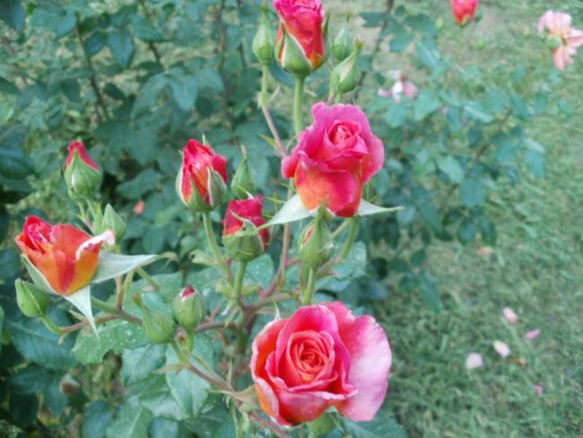 Name:  P1010135a.jpg
Views: 392
Size:  50.8 KB
