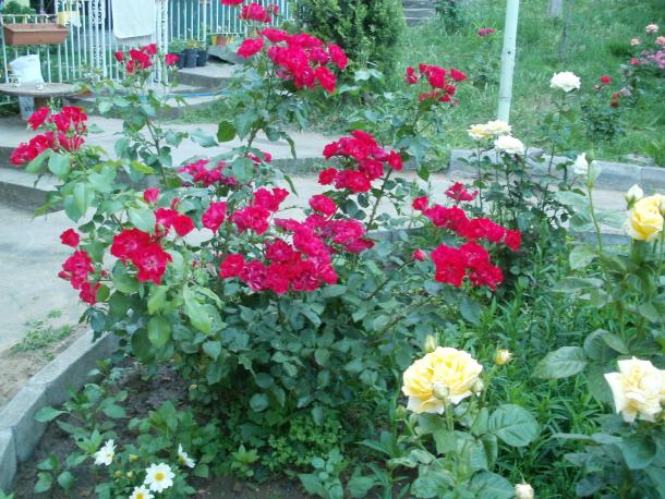 Name:  P1010144a.jpg
Views: 387
Size:  71.9 KB