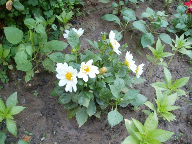 Name:  P1010116a.jpg
Views: 403
Size:  63.7 KB