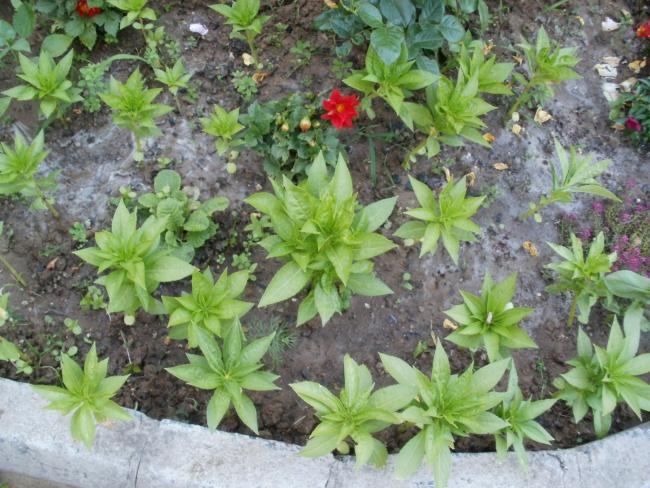Name:  P1010118a.jpg
Views: 378
Size:  69.0 KB