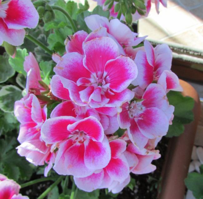 Name:  IMG_5200.jpg
Views: 470
Size:  57.0 KB