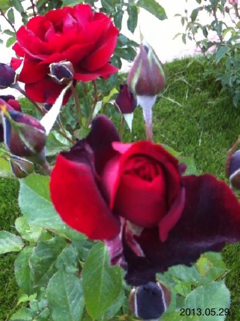 Name:  IMG_6145.jpg
Views: 506
Size:  50.1 KB