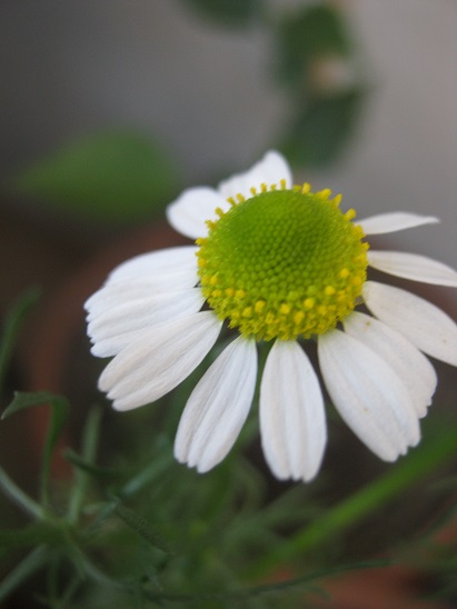 Name:  papatya1.jpg
Views: 1197
Size:  68.2 KB