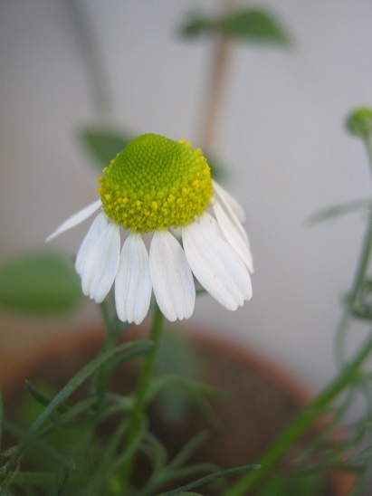 Name:  papatya2.jpg
Views: 1223
Size:  61.2 KB