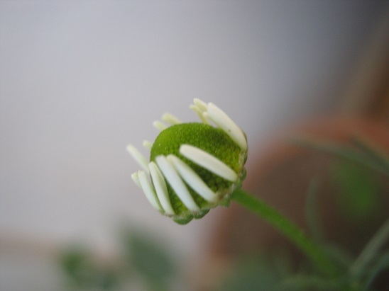 Name:  papatya3.jpg
Views: 1160
Size:  41.6 KB