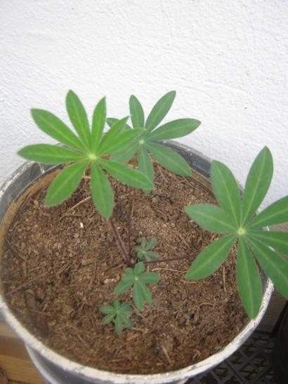 Name:  lupin.jpg
Views: 1021
Size:  35.3 KB