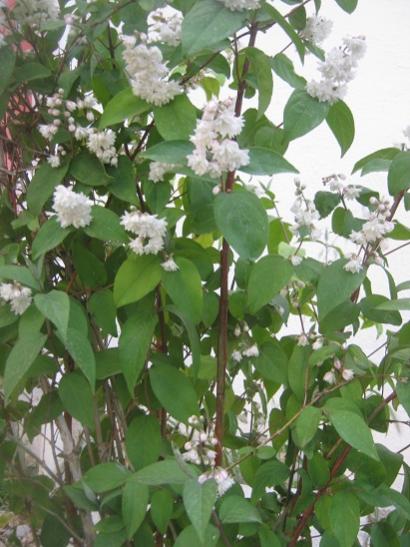 Name:  deutzia.jpg
Views: 983
Size:  44.9 KB