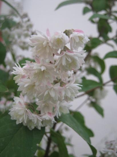 Name:  deutzia1.jpg
Views: 983
Size:  24.7 KB