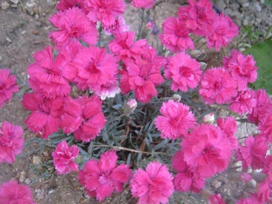 Name:  in k..jpg
Views: 986
Size:  43.7 KB